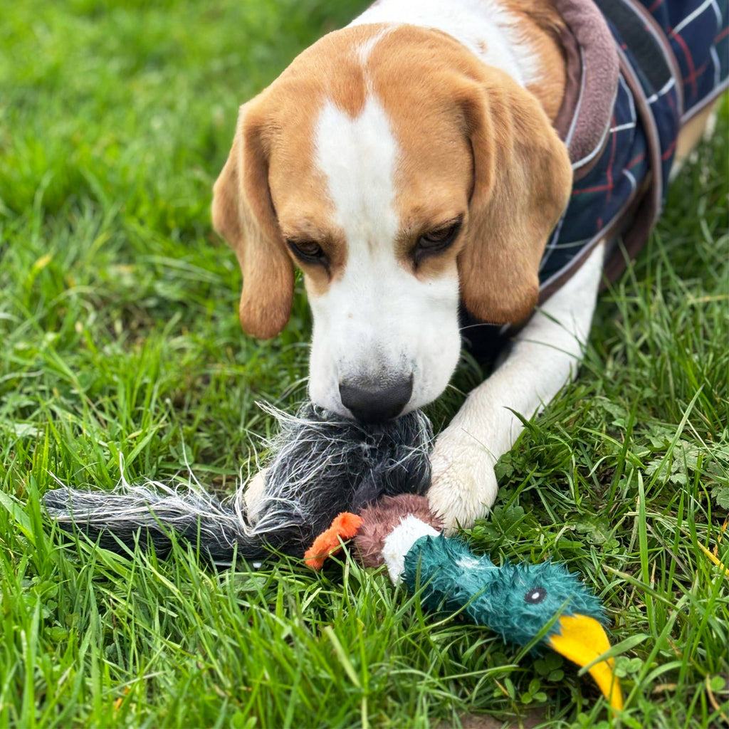 HugglePets Legacy Unstuffed Mallard (Marcus) Dog Toy