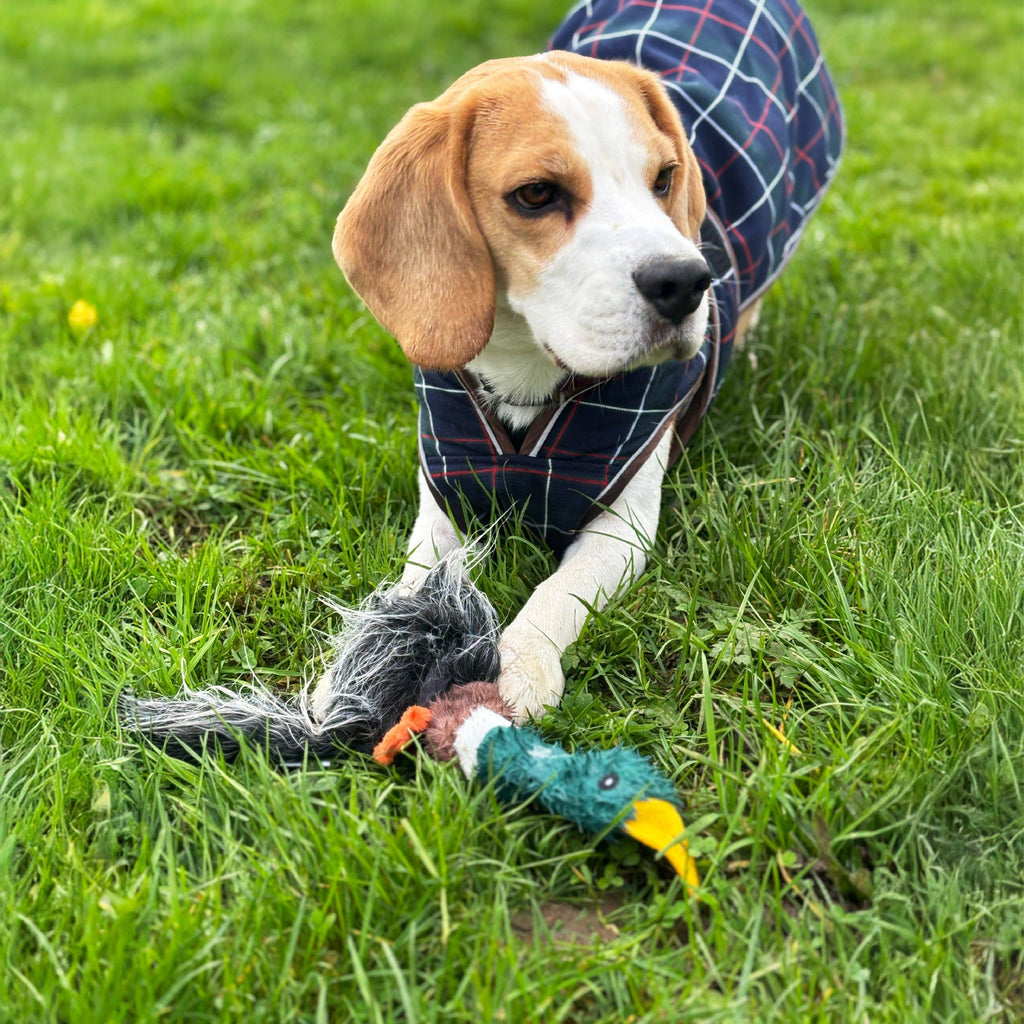 HugglePets Legacy Unstuffed Mallard (Marcus) Dog Toy
