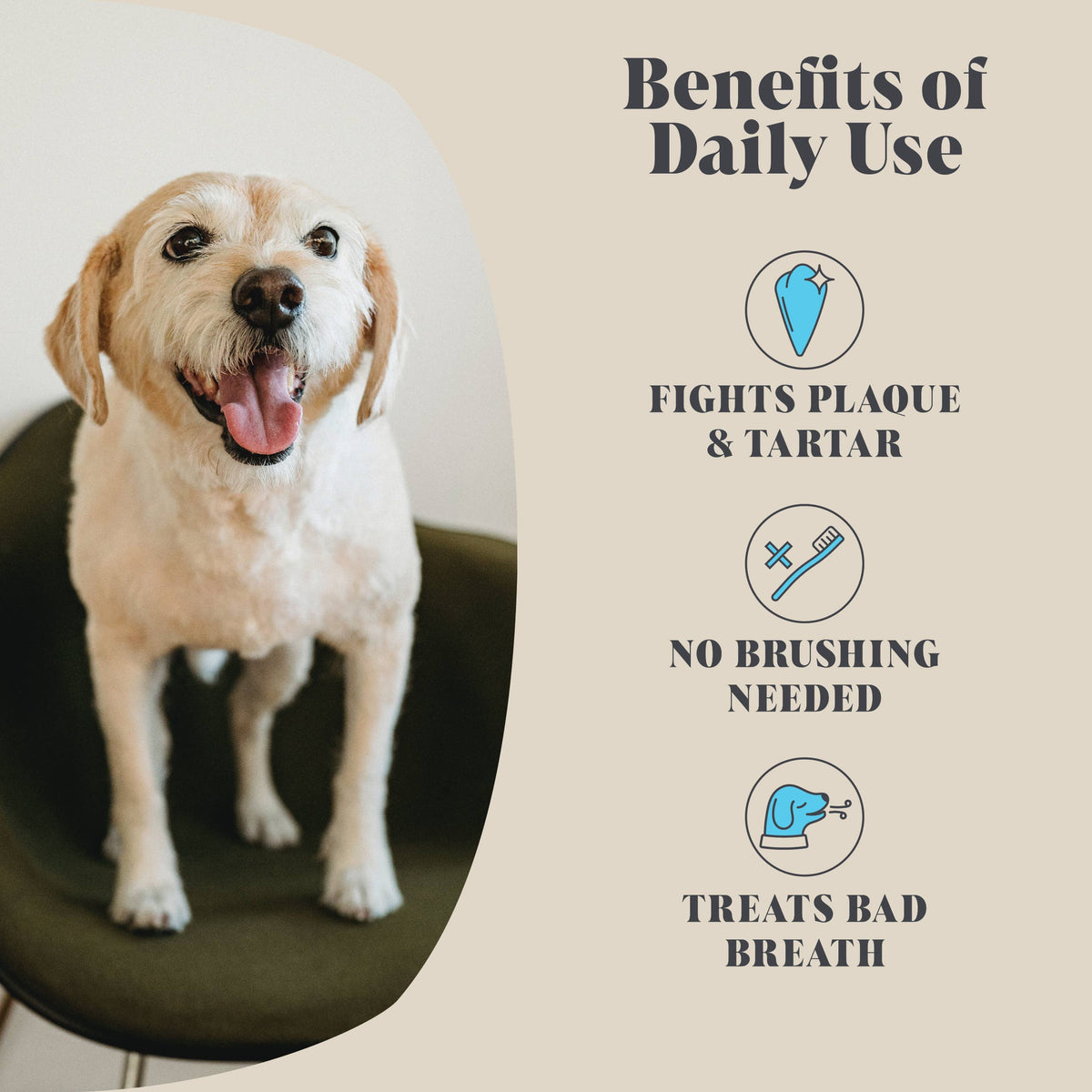 Single Pack | Plaque Seaweed Powder for Dogs | 80 Servings | (RRP: £9.95)